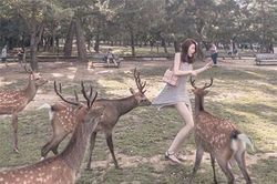 Cô gái diện váy ngắn cho hươu ăn, con vật bỗng hành động 'sốc'
