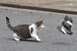 Ảnh động vật: Mèo đuổi bắt chim, sư tử ngáp...