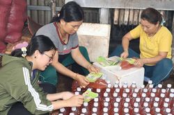 Dịch chuối: Sản phẩm hữu cơ phục vụ nông nghiệp sạch