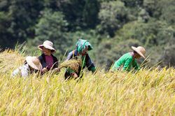 Sa Pa hối hả vào vụ gặt
