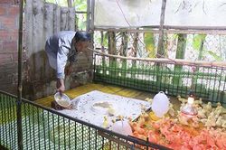 Chuyển đổi mô hình kinh tế bù đắp thiệt hại do dịch tả lợn Châu Phi