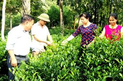 Hỗ trợ các HTX phát triển sản xuất, kinh doanh