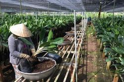 Tín dụng nông nghiệp vào mô hình hội quán