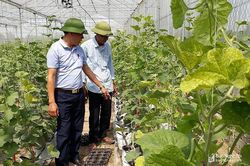 Nghệ An hỗ trợ 5 tỷ đồng sản xuất vụ đông trên đất 2 lúa
