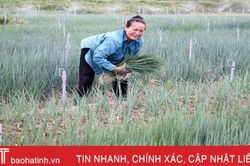 Mỗi ha hành lá, nông dân Thuần Thiện 'bỏ túi' 500 triệu đồng