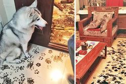 13 khoảnh khắc khó đỡ khi thú cưng 'quậy tung nhà'