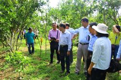 Lai Vung khôi phục lại vườn cây có múi