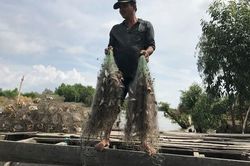 Niềm vui mùa lũ muộn