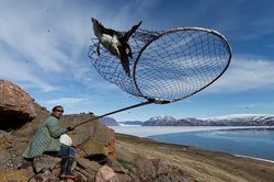 Bắt chim bằng vợt để làm món ăn bốc mùi kinh dị ở Greenland