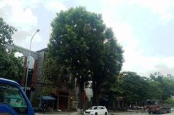 Thái Nguyên 'thay màu áo mới' cho cây