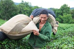 Nông dân Nghệ An hái lứa chè đầu tiên sau đại hạn, thương lái đến tận vườn thu mua