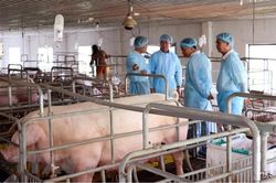 Địa phương cuối cùng của tỉnh Đắk Nông công bố dịch tả lợn châu Phi
