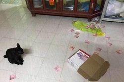Vợ hý hửng tìm được quỹ đen của chồng nhờ mèo yêu