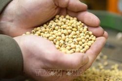 Trung Quốc nhập khẩu lượng đậu nành lớn từ Mỹ