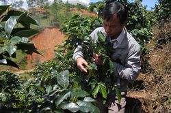 Vùng cà phê công nghệ cao của Lạc Dương