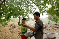Lập nghiệp ở Tây Nguyên