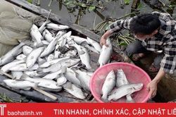 Sở TN&MT Hà Tĩnh xác định nguyên nhân bước đầu khiến thủy sản chết hàng loạt