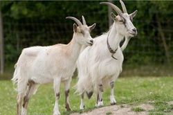 Sự thật kỳ thú ít người biết về loài dê