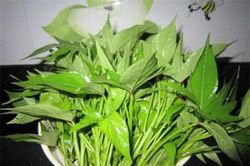 Vì sao gọi lá khoai lang là 'món ăn trường thọ hàng đầu'?