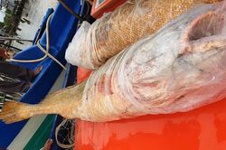 Ngư dân Cà Mau đánh bắt được 2 con cá sủ vàng nặng 70kg