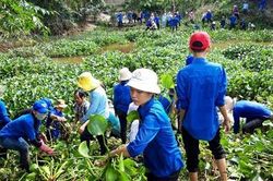 Hơn 300 ĐVTN ra quân vớt bèo, rác thải khơi thông sông Vĩnh Định