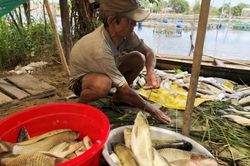 Kinh tế Kinh tế Tìm ra nguyên nhân hơn 300 lồng cá chết trên sông Đại Giang