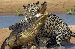 Báo đốm vồ mạnh, cá sấu không kịp trở tay