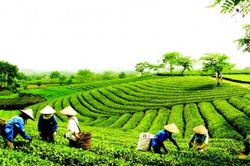Giải pháp nào cho kinh tế hợp tác, HTX phát triển tương xứng với tiềm năng?