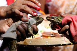 Cặp cóc 'kết hôn' để cầu mưa, hai tháng sau bị ép 'li hôn' vì mưa quá nhiều