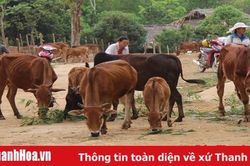 Nâng cao hiệu quả chăn nuôi bằng phương pháp thụ tinh nhân tạo