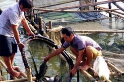Kinh tế Nông nghiệp - Nông thôn Đánh cược với trời đất