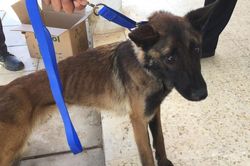 Chó nghiệp vụ Mỹ chỉ còn da bọc xương sau khi tới Jordan rà bom