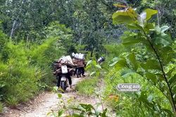 Đại ngàn Ia Pa vẫn 'chảy máu' (Bài 1: 'Cung đường' gỗ lậu)
