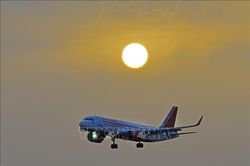 Bị ong tấn công, máy bay Air India hoãn chuyến trong nhiều giờ