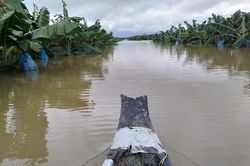 Ông Trời lại làm khó HAGL Agrico: 1.500 ha cây ăn trái ngập lụt trong 'hiện tượng thời tiết bất thường chưa từng xảy ra tại Lào'