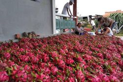 Xuất khẩu nông sản sang Trung Quốc sụt giảm