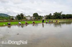 Mưa lớn kéo dài nhiều diện tích rau cần bị thiệt hại nặng