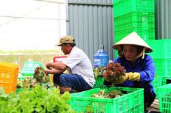 Để nông dân tin tưởng tham gia kinh tế tập thể