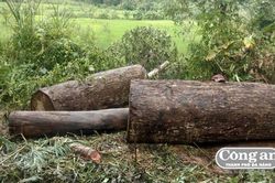 Lật xe chở gỗ đè chết người