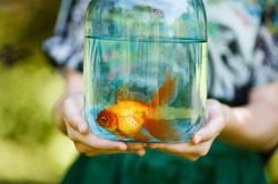 Vi khuẩn ăn thịt 'đục' rữa cá vàng, con vật sống sót thần kỳ nhờ...