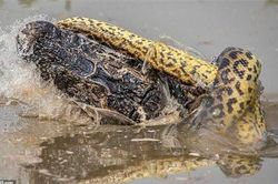 Trăn khổng lồ siết cá sấu caiman 'thừa sống thiếu chết'