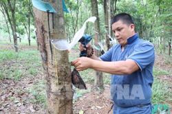 Lợi - hại phương pháp khoan cây rút mủ cao su bằng khí ethylen?