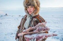 Nenets, bộ lạc sống du mục hàng ngàn năm cạnh tuần lộc và những chú chó ở Bắc Cực