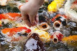 Cá Koi biểu tượng Nhật Bản, tương truyền hóa rồng