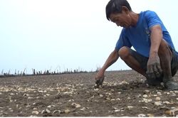 Người dân ngậm ngùi nhìn ngao chết trắng bãi