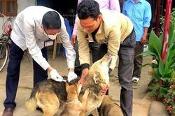 Sau 1 tháng bị chó dại cắn, người đàn ông tử vong
