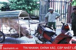 Mang lợn đực gần 3 tạ đi phối giống, qua vùng dịch Đức Thọ bị bắt, tiêu hủy