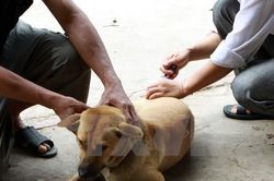 Đắk Lắk: Thêm một trường hợp tử vong do bệnh dại