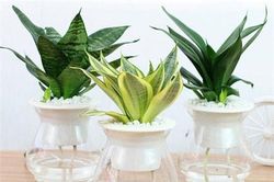 4 loại cây phong thủy 'mời gọi' thần Tài, đặt ở đâu là tiền về ở đấy, cả nhà hưởng 'no nê' tài lộc