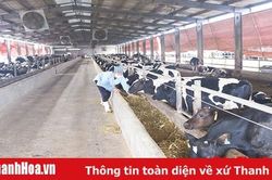 Nuôi bê đực sữa thành bò thịt – hướng đi mới trong chăn nuôi